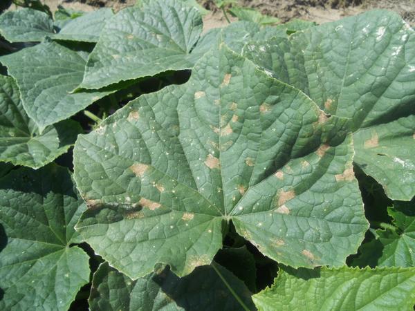 disease symptoms on cucumber leaf