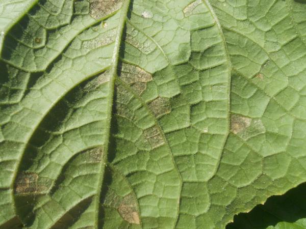 Dark cucurbit downy mildew spores on underside of cucumber leaf
