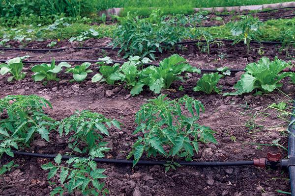 Списък за засаждане на зеленчукова градина ncsu