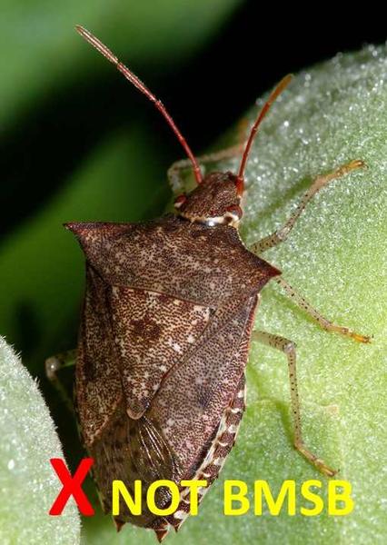 Look-alike species: Dusky stink bug (Euschistus tristigmus).