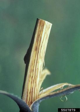 dark brown streaking in wood, with bark peeled away