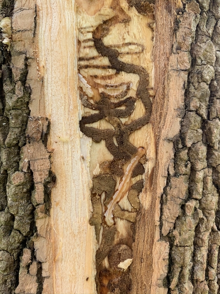 Two cream-colored legless worm-like larvae revealed beneath bark.
