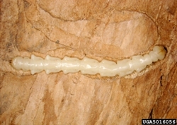 A cream colored insect creating a "tunnel" in wood, does not have legs, has bell-shaped segments