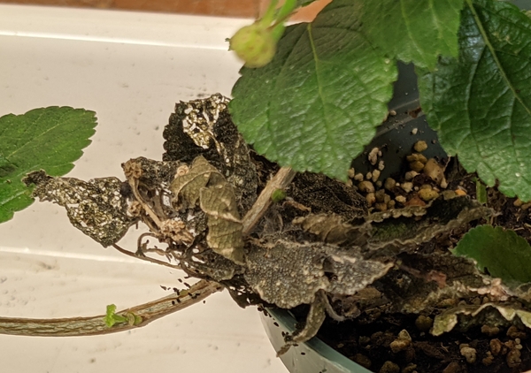 European pepper moth damage, frass, and silk on lantana.
