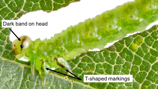 Green larvae with dark markings on the head and above legs.