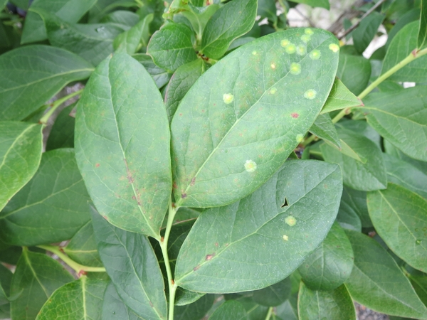 Early-stage Exobasidium spots on leaves