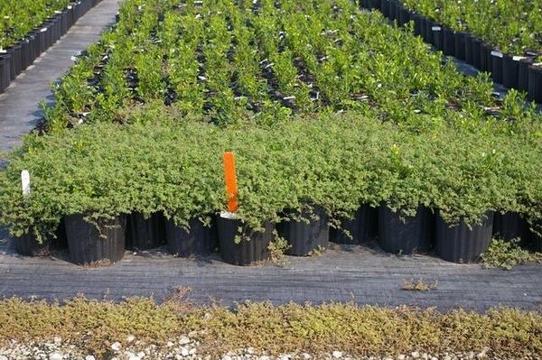 Pot on edge of row infested