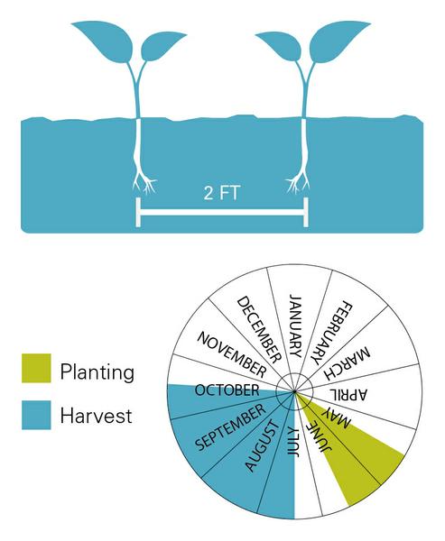 Chart illustrating planting/harvest timeline as well as planting depth for eggplant