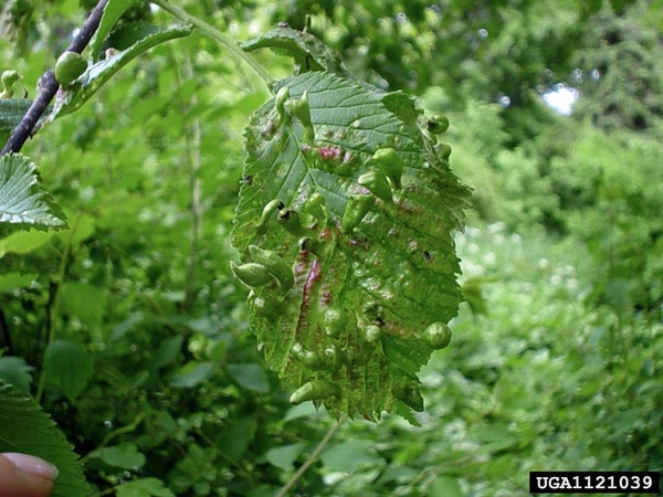 Distorted green leaves
