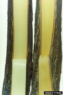 tan inner bark of twig, with bark peeled away