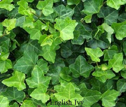 dark green, lobed leaves, forming a dense ground cover