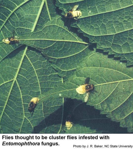 The Entomophthora fungus infects other fly species as well.
