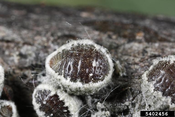 Small round black object with fuzzy white growths