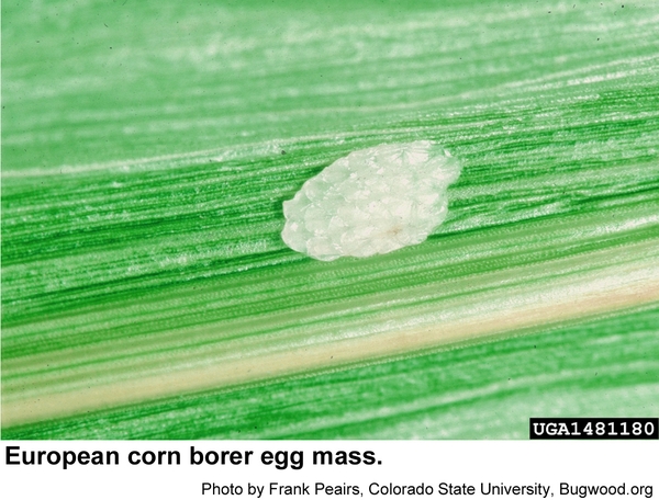 Female European corn borer egg mass