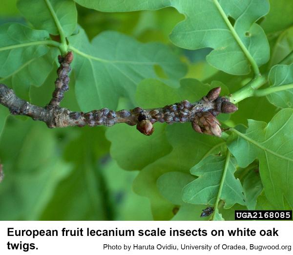 European fruit lecanium scale insects on white oak twigs