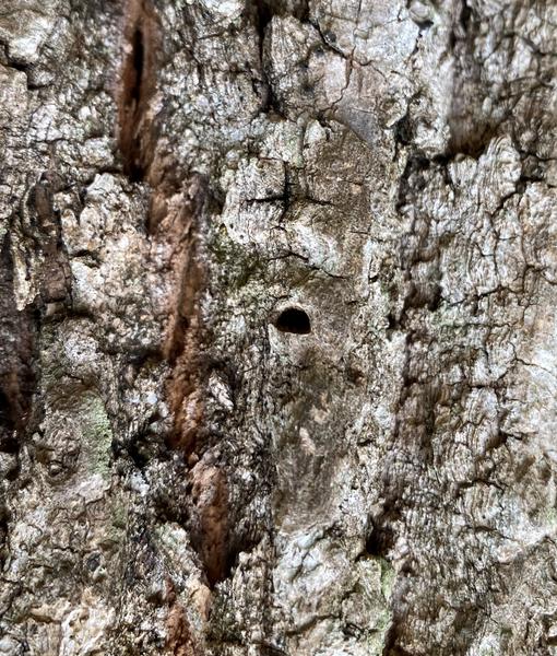 Ash bark with a D-shaped hole in it