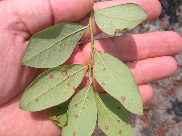 Faded spots on underside of leaf