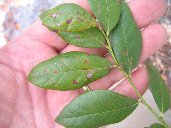 Necrotic leaf spots