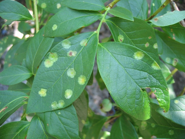 leaf spots on the upper leaf surface