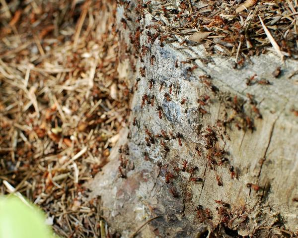 Figure 3. Formica integra ants at the base of a tree.