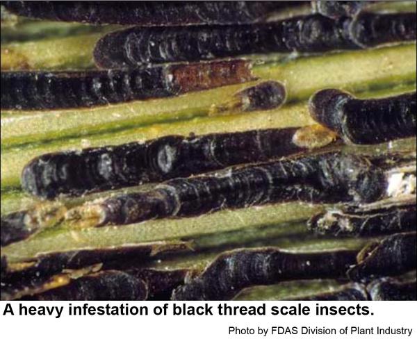 black thread scale infestation