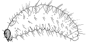 Figure 27, line drawing of weevil larvae