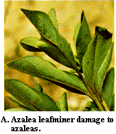Figure A. Azalea leafminer damage to azaleas.