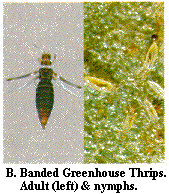 Figure B. Banded greenhouse thrips. Adult (left) and nymphs.