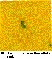 Figure BB. An aphid on a yellow sticky card.