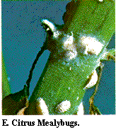 Figure E. Citrus mealybugs.