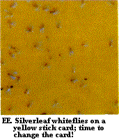 Figure EE. Silverleaf whiteflies on a yellow sticky card; time t