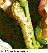Figure F. Corn earworm.