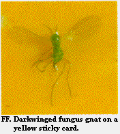 Figure FF. Darkwinged fungus gnat on a yellow sticky card.