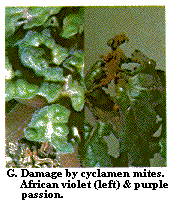 Figure G. Damage by cyclamen mites. African violet (left) and pu