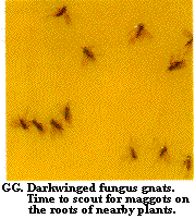 Figure GG. Darkwinged fungus gnats. Time to scout for maggots on
