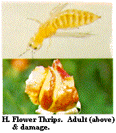 Figure H. Flower thrips. Adult (top) and damage.