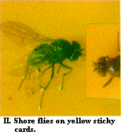Figure II. Shore flies on yellow sticky cards.