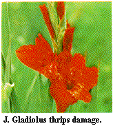 Figure J. Gladiolus thrips damage.