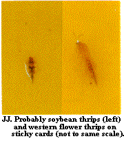 Figure JJ. Probably soybean thrips (left) and western flower thr