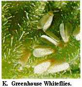 Figure K. Greenhouse whiteflies.