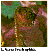 Figure L. Green peach aphids.