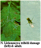 Figure N. Liriomyza trifolii damage (left) and adult.
