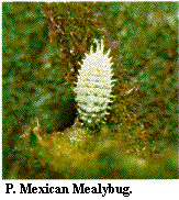 Figure P. Mexican mealybug.