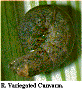 Figure R. Variegated cutworm.