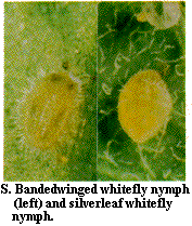 Figure S. Bandedwinged whitefly nymph (left) and silverleaf whit