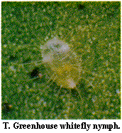 Figure T. Greenhouse whitefly nymph.