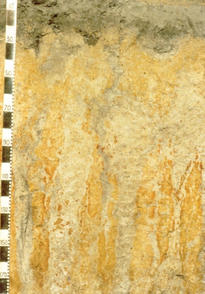 Soil profile with redox depletions and a measuring scale.