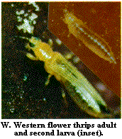 Figure W. Western flower thrips adult and second larva (inset).