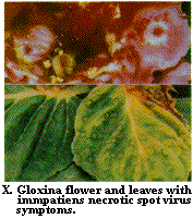 Figure X. Gloxina flower and leaves with impatiens necrotic spot
