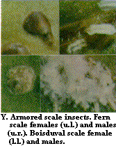 Figure Y. Armored scale insects. Fern scale females (upper left)